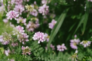 Photo Floral wallpaper