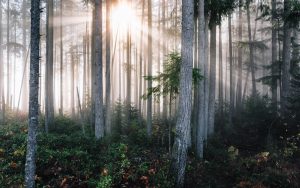 Photo Forest green