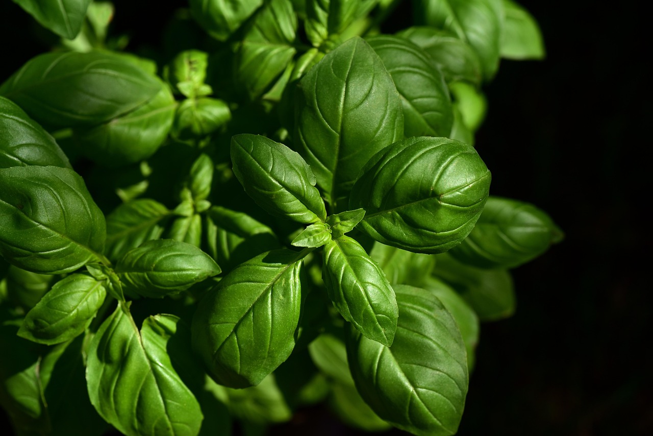 Basilicum en munt voor frisse salades.