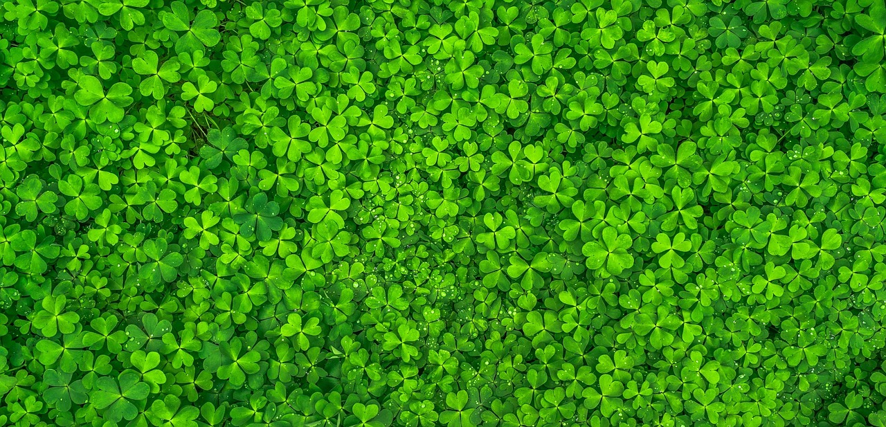 Groene bladeren muurdecoratie in lichte woonkamer. Groene bladeren muurdecoratie in lichte woonkamer.