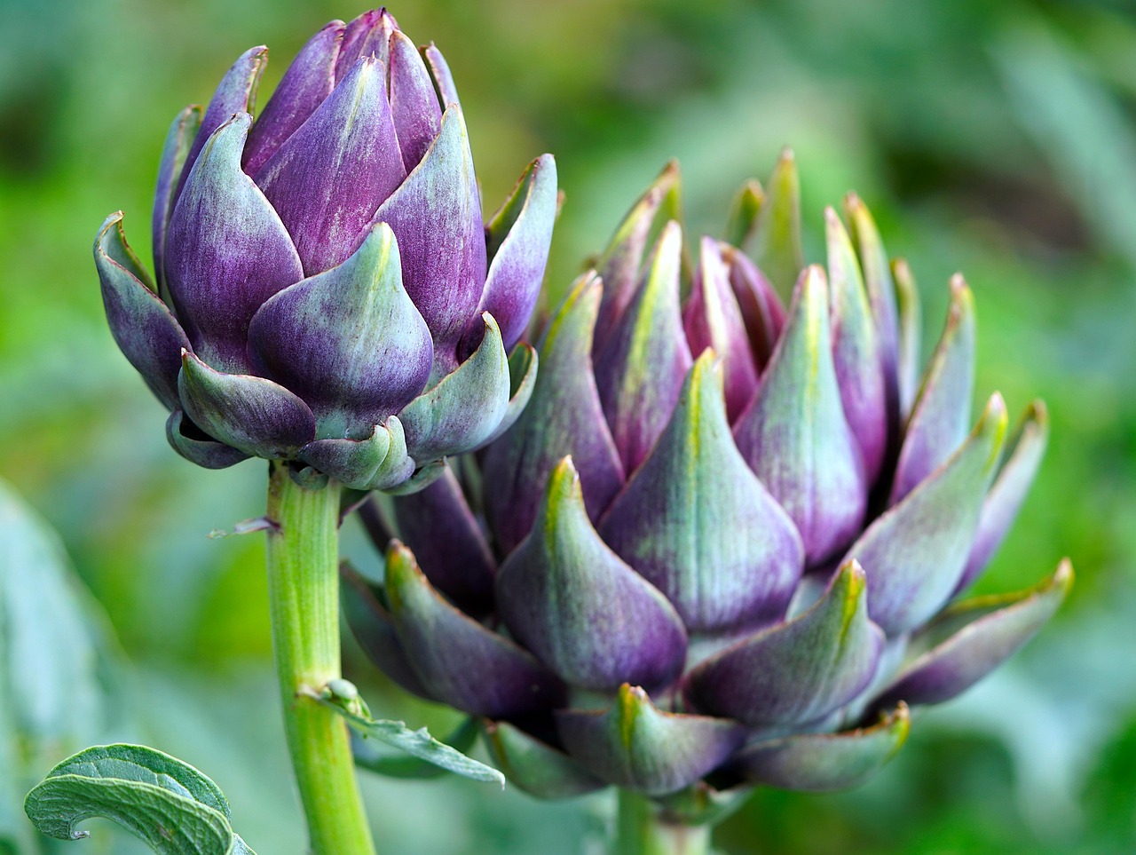 Eetbare bloemen naast heerlijke lente-recepten.