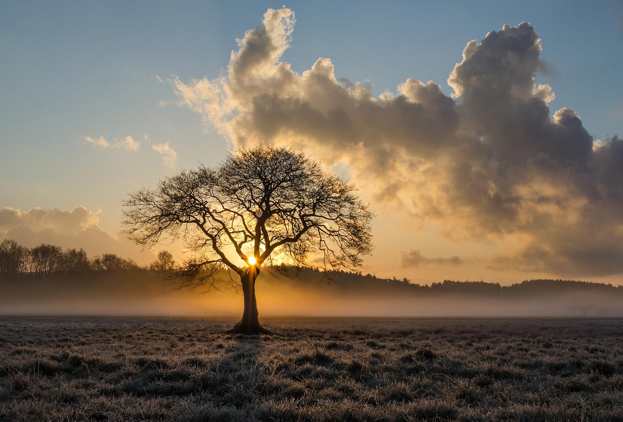 Exotische baobab muurschildering met betekenisvolle details.