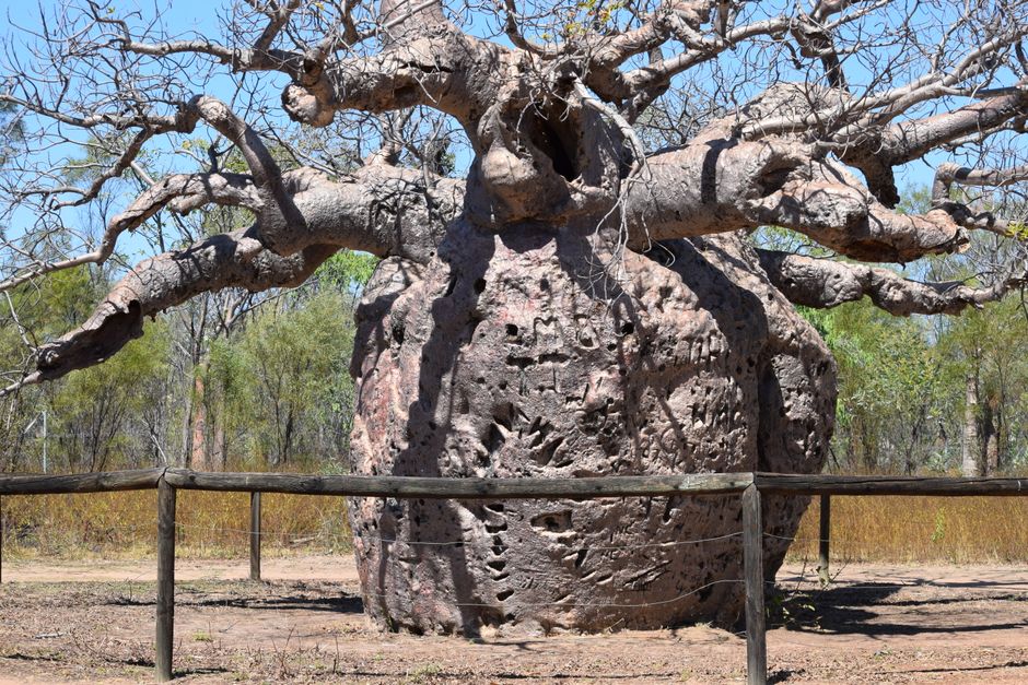 Artistieke baobab wanddecor met verfijnde texturen.