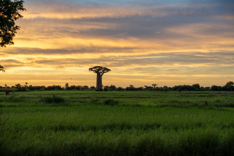 Baobab boom kunstwand met kleurrijke elementen.