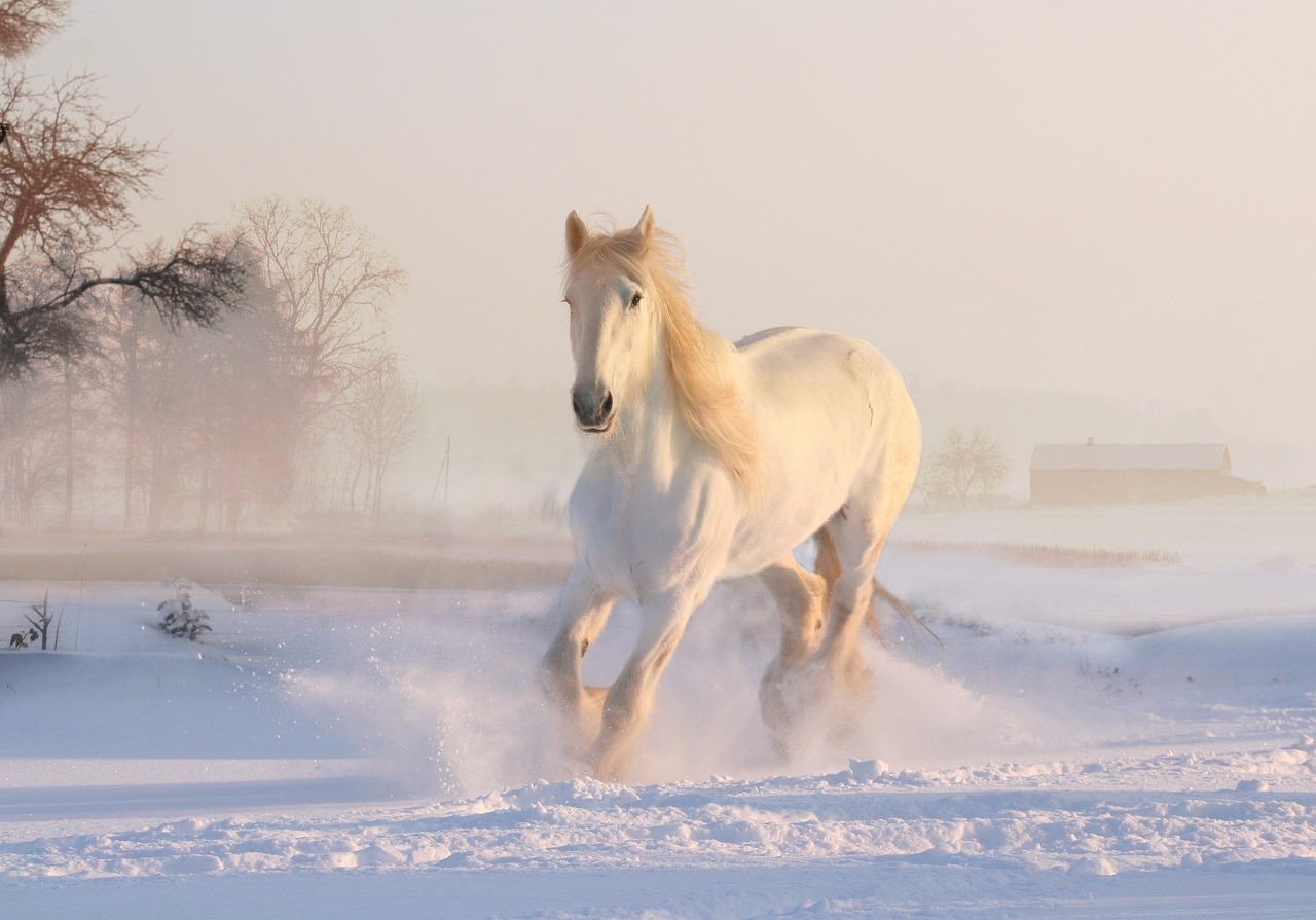 Dynamisch modern paardenportret met strakke lijnen. Dynamisch modern paardenportret met strakke lijnen.