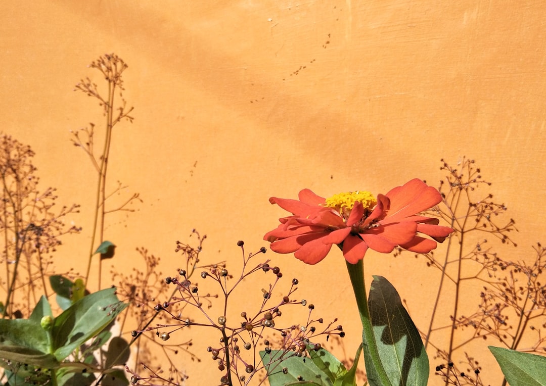 Terracotta potten met tropische planten in de tuin. Terracotta potten met tropische planten in de tuin.