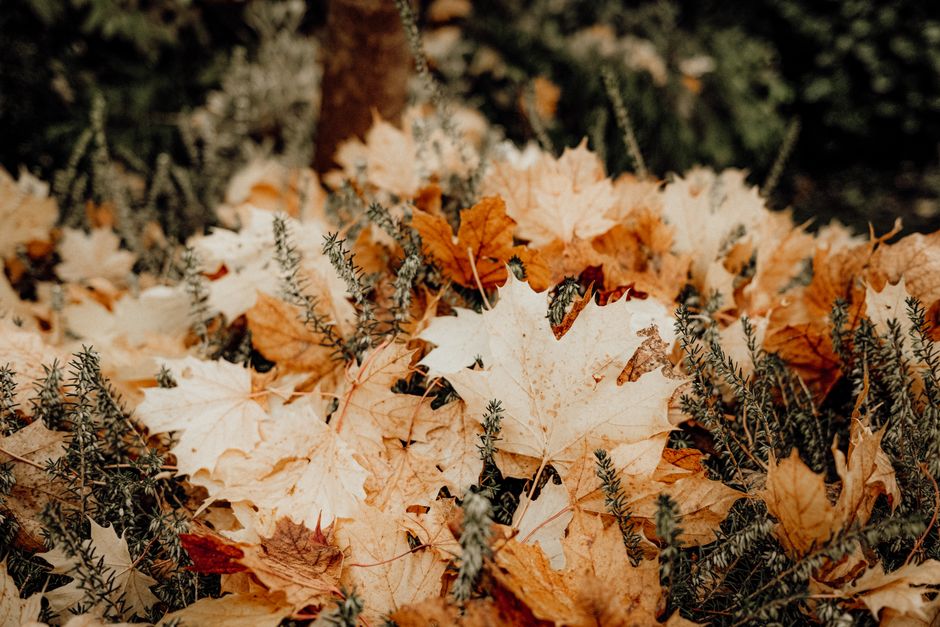 Wandtapijt met levendige abstracte herfstkleuren.